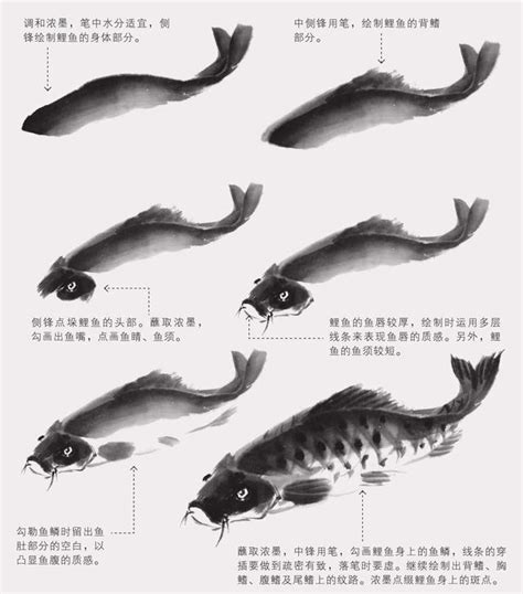 魚畫|零基礎國畫教程：分步驟講解三大魚類畫法，簡單易。